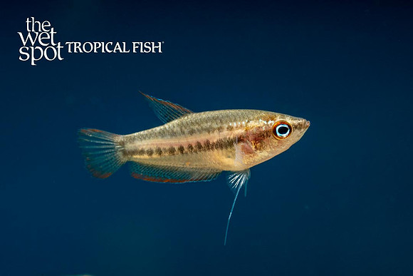Trichopsis schalleri - Giant Sparkling Gourami