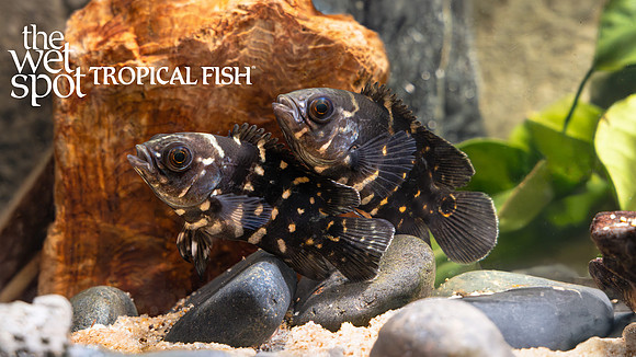 Astronotus crassipinnis "Big Eye Oscar"