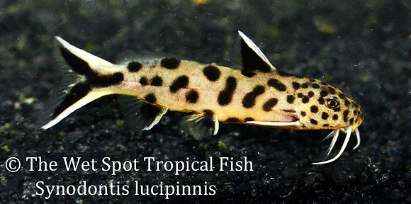 Synodontis lucipinnis - Dwarf Petricola