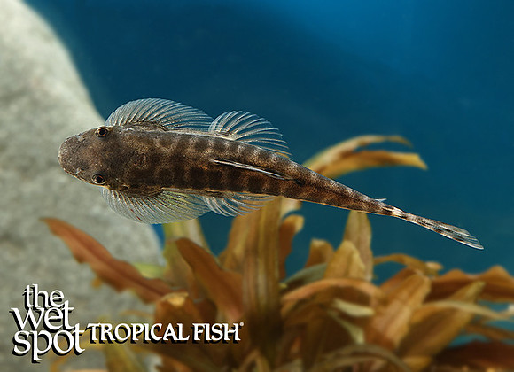 Labigastromyzon cf. changtingensis