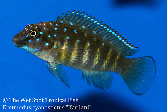 Eretmodus cyanostictus "Karilani"