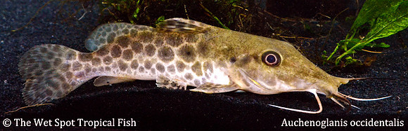 Auchenoglanis occidentalis - Giraffe Cat