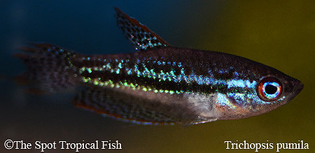 Trichopsis pumila - Sparkling Gourami