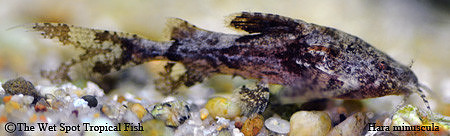 Hara minuscula - Burmese Mini Moth Cat