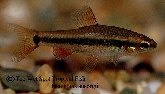 Neolebias ansorgii - Ansorg's Neolebias