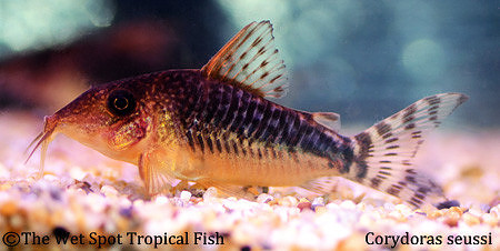 Corydoras seussi - Seuss' Cory