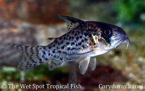 Corydoras kanei - C046 Kane's Cory