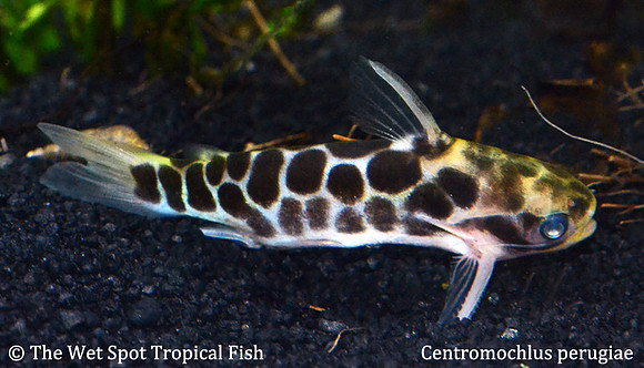 Centromochlus perugiae - Honeycomb Cat