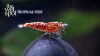 Caridina cantonensis "Red Galaxy Shrimp"