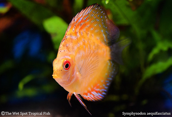 Symphysodon aequifasciata - Red Pigeon Blood Discus