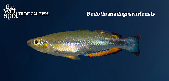 Madagascar Rainbowfish - Bedotia geayi male