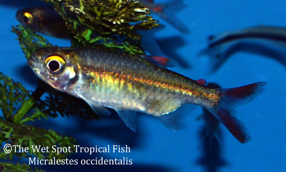 Micralestes occidentalis - Red Finned Tetra