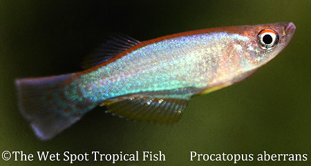 Blue-Green Lampeye Killi - Procatopus abberans