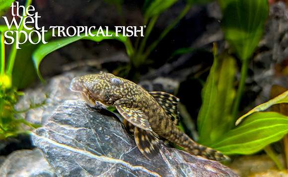 Araichthys loro "Parrot River Pleco"