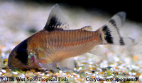 Corydoras oiapoquensis - Flag Tailed Panda Cory