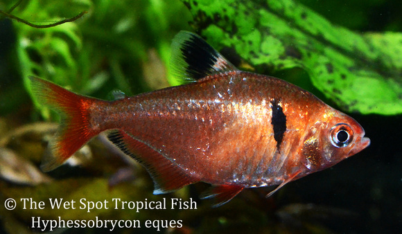 Hyphessobrycon eques - Serpae Tetra