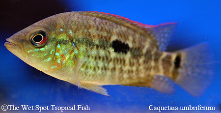 Caquetaia umbriferum - Umbee Cichlid