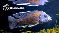 Copadichromis borleyi "Red Fin"