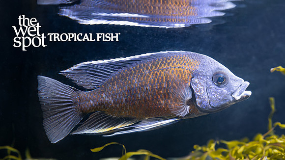 Copadichromis borleyi "Red Fin"