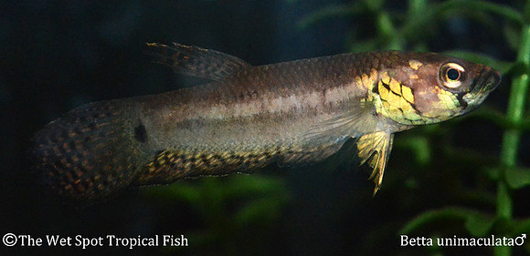 Betta unimaculata - Gold Dragon Betta