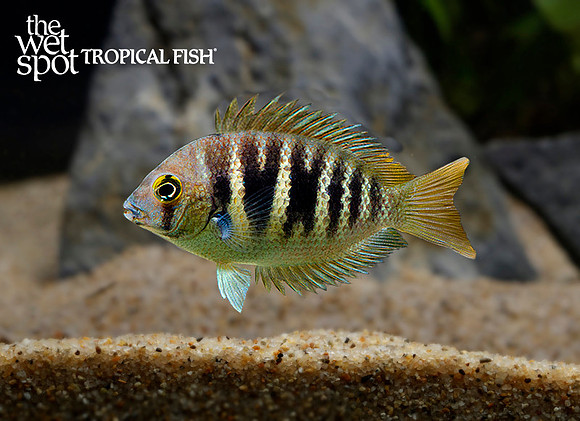 Etroplus canarensis "Pearl Chromide"