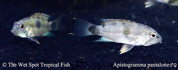 Apistogramma pantalone WILD PAIR