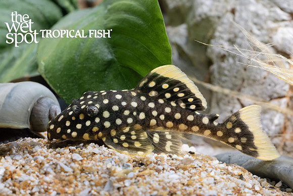 Baryancistrus xanthellus "L018" "Gold Nugget Pleco"