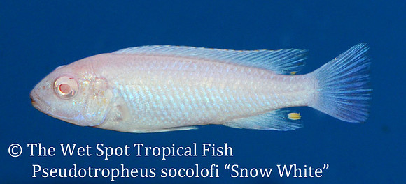 Chindongo socolofi "Snow White"