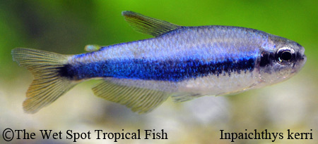 Inpaichthys kerri - Blue Emperor Tetra