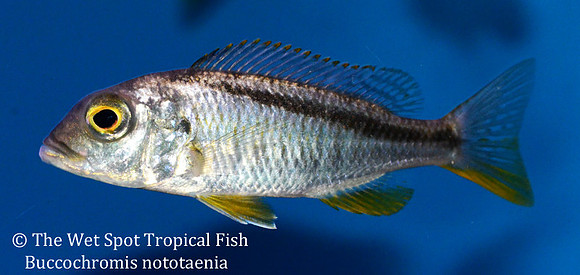 Buccochromis nototaenia