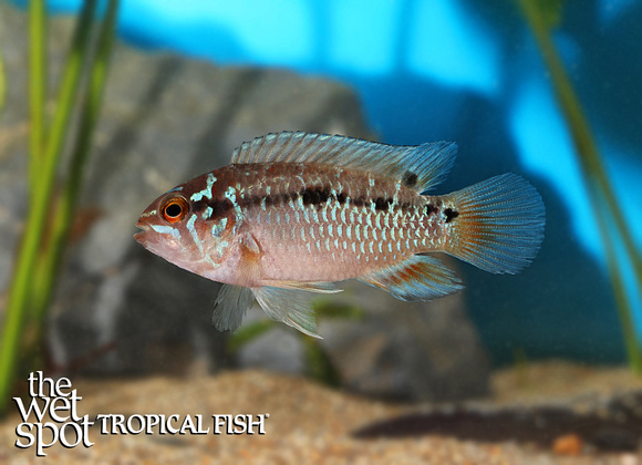 Ivanacara bimaculata "Guyana Acara"