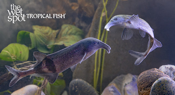 Campylomormyrus rhynchophorus "Long Nosed Elephant Nose"