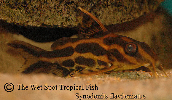 Synodontis flavitaeniatus - Orange Striped Squeaker Cat