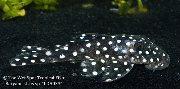 Baryancistrus sp. Snowball LDA033