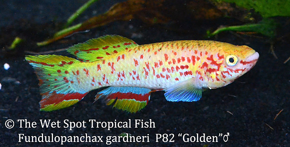 Golden Gardneri Killi - Fundulopanchax gardneri P82 male