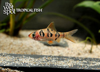 Desmopuntius rhomboocellatus "Rhombo/Snakeskin Barb"