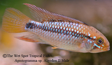Apistogramma ortegai "Papagei/Algodon II" ♂