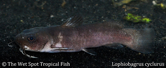 Lophipobagrus cyclurus - Tanganyika Black Cat