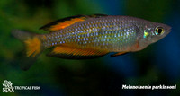 Parkinson's Rainbowfish - Melanotaenia parkinsoni