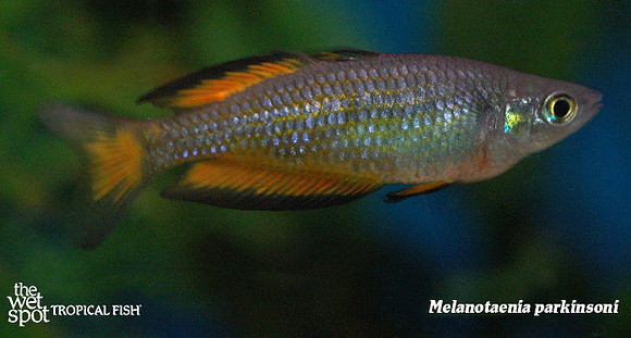 Parkinson's Rainbowfish - Melanotaenia parkinsoni