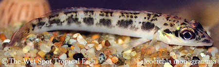 Teleocichla monogramma