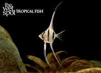 Pterophyllum altum