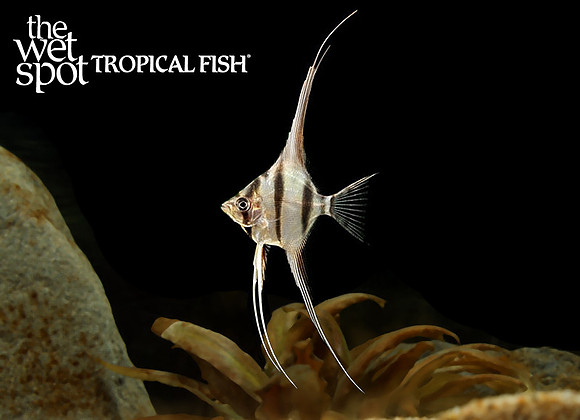Pterophyllum altum