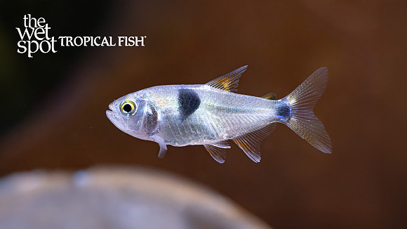 Exodon paradoxus"Bucktooth Tetra"