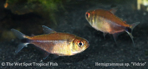 Hemigrammus sp. "Vidrio" - Vidrio Tetra