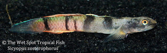 Flaming Arrow Goby - Sicyopus zosterophorus