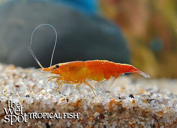 Neocaridina davidi Orange Pumpkin Shrimp