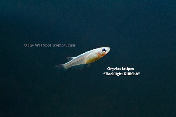 Backlight Killifish - Oryzias latipes