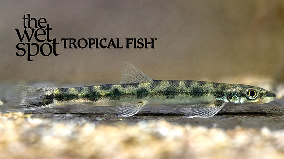 Parakneria cf. cameronensis "Peeping Shellear"