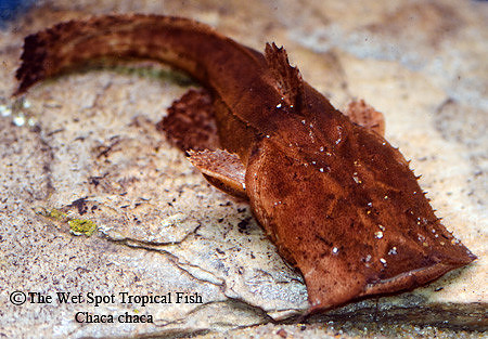 Chaca chaca - Frog Mouth Cat